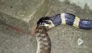 Ce serpent en avale un autre. Impressionnant et terrifiant