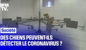 Des chiens peuvent-ils détecter le coronavirus ?
