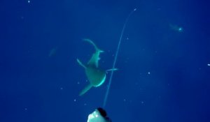Ce pêcheur de thon voit un requin lui foncer dessus... terrifiant
