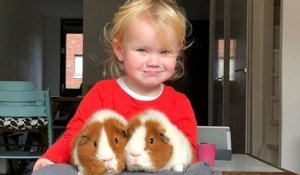 Cette petite fille vit entourée de trois cochons d'inde