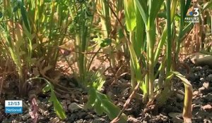 Agriculture : la sécheresse menace une grande partie du territoire