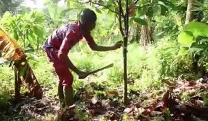 Secteur agricole :  Témoignage de ces jeunes togolais qui réussissent