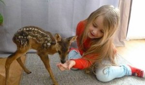 Un petit faon, baptisé Gentil Bambi, a été adopté par une famille bretonne après avoir été récupéré par un chasseur