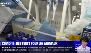 Des tests pour détecter le Covid-19 chez les animaux sont en développement