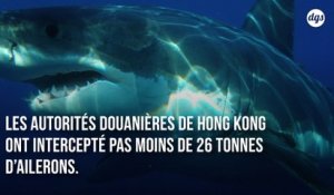 La douane de Hong Kong saisit 26 tonnes d’ailerons de requins protégés, un record
