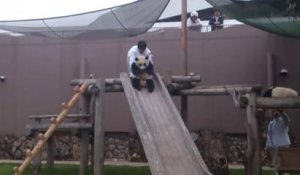 Ces soigneurs de zoo font faire du toboggan aux pandas
