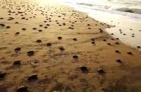 Des milliers de bébés tortues se pressent vers l'océan