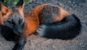 Les photos de ce renard croisé sont devenues virales sur les réseaux sociaux