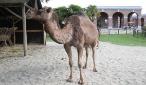 Déconfinement: visite au parc animalier Pairi Daiza