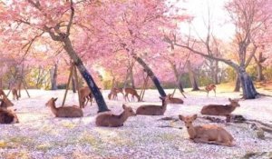 Au Japon, des cerfs du Parc Nara profitent du calme sous les fleurs des cerisiers