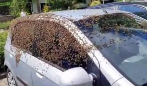 Un nid d'abeilles s'est posé dans cette voiture !