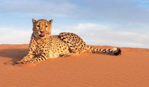 Algérie : disparu depuis 10 ans, le guépard saharien refait surface
