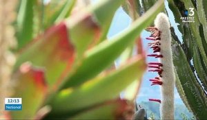 Côte-d’Azur : Voyage au cœur du jardin botanique d’Èze