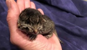 États-Unis : un chaton naît avec deux visages