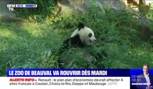 Les pandas du zoo de Beauval attendent le retour des visiteurs dès le 2 juin
