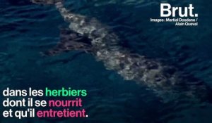 En Nouvelle-Calédonie, le combat pour sauver les dugongs de l'extinction