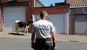 Mouscron: une vache apeurée sème la zizanie dans le quartier du Tuquet