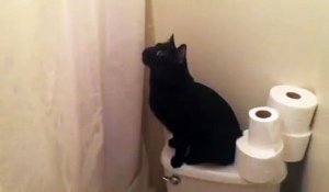 Intrigué, ce chat miaule quand elle chante sous la douche !