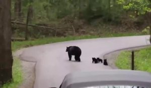 Il croise une famille d'ours qui traverse la route... Adorable