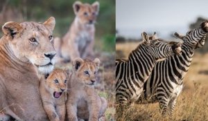 Le concours Comedy Wildlife Photographer dévoile les photos d'animaux les plus drôles