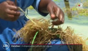 Zanzibar : l'indispensable culture des algues