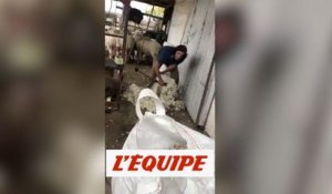 Cavani tond un mouton - Foot - WTF