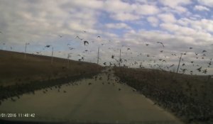 Quand des milliers d'oiseaux recouvrent la route