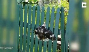 Il trouve un oiseau coincé dans sa clôture et le sauve
