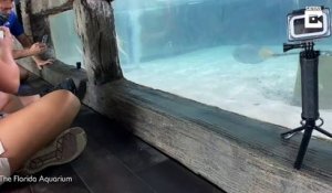 Une raie met au monde ses petits sous les yeux des touristes dans son aquarium