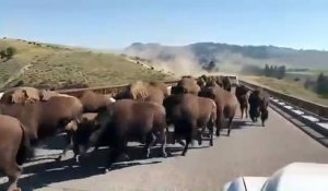 Un troupeau de bisons sur une route