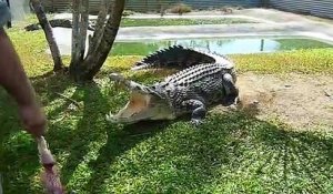 Ecoutez un peu le bruit de claquement de la mâchoire d'un crocodile