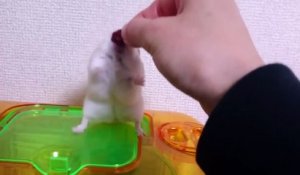 Un hamster vexé par son propriétaire... Tellement drôle