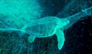 Ces plongeurs trouvent une tortue piégée dans un filet et la sauvent