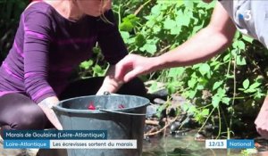 Loire-Atlantique : une invasion d'écrevisses