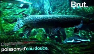 L'alligator garpique, un poisson vieux de 100 millions d'années