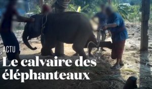 Les terribles images du dressage des "éléphants à touristes" en Thaïlande