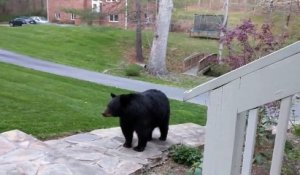 4 énormes ours se baladent dans votre jardin !