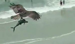 Est-ce que cet oiseau vient d'attraper un requin ? Une scène surréaliste sur une plage a laissé les badauds stupéfaits