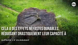 L'exploitation de l'or limite la régénération des forêts amazoniennes