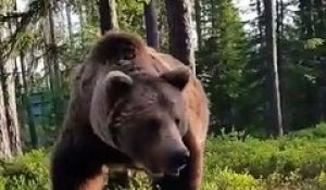 Il tombe sur un Ours au réveil en sortant de sa tente