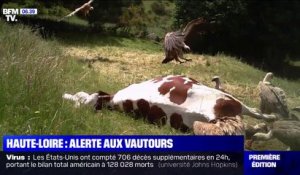 Les agriculteurs de Haute-Loire inquiets par des attaques de vautours sur des vaches