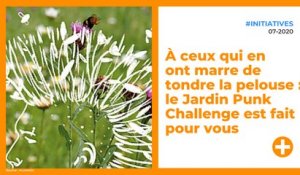 À ceux qui en ont marre de tondre la pelouse : le Jardin Punk Challenge est fait pour vous