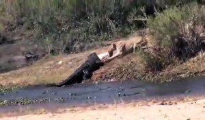 Quand une lionne et un crocodile se disputent la même proie