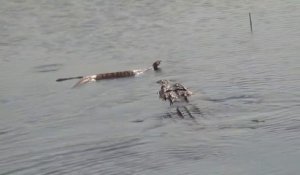 Un alligator vient dévorer un énorme serpent