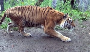 Ce tigre est en mode "chasseur de touriste"