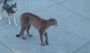 Un puma affamé  se retrouve face à 3 chiens en pleine rue