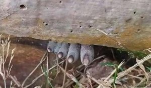 Des champignon terrifiants qui ressemblent à des doigts de zombies