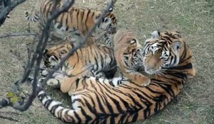 Cette maman tigre et ses 4 petits sont juste adorables