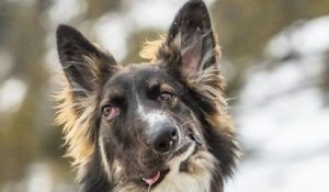 Ce berger allemand au visage déformé est entraîné pour devenir chien de thérapie