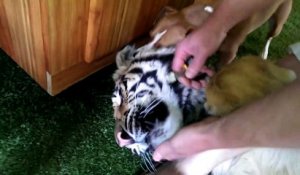 L'heure du dentiste pour ce tigre... Moment compliqué